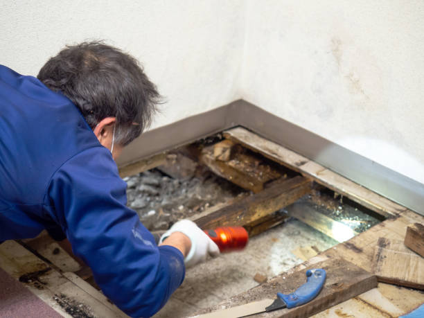 Best Black Mold Remediation in Colfax, IL