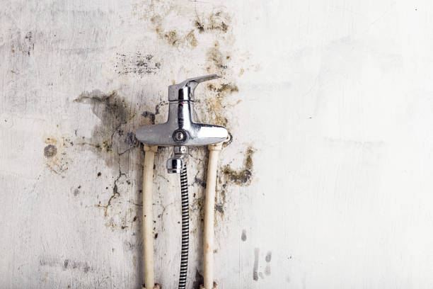 Trusted Colfax, IL Mold Remediation Experts