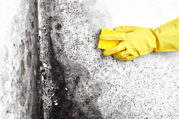 Best Attic Mold Remediation in Colfax, IL