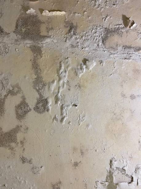 Best Basement Mold Remediation in Colfax, IL