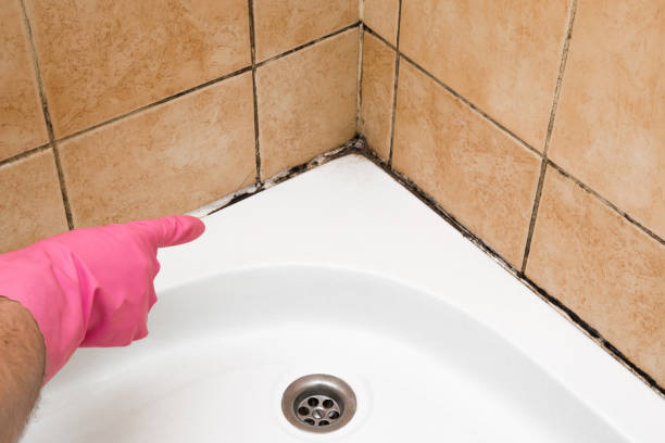 Best Industrial Mold Remediation in Colfax, IL
