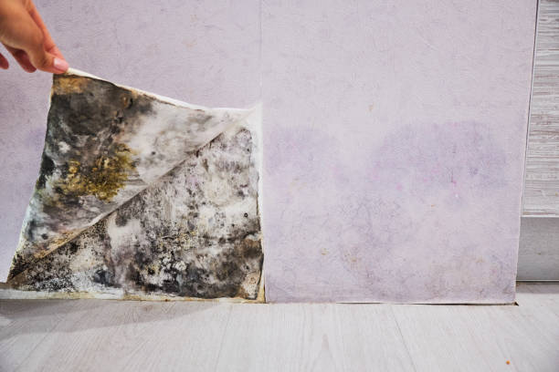 Best Kitchen Mold Remediation in Colfax, IL